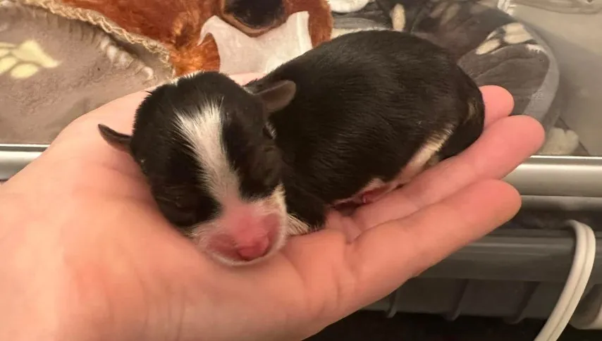 An adorable newborn puppy - all black with a white stripe going down its forhead meeting at its mouth and belly. He looks almost skunk-like.