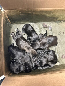 litter of black neonate puppies in a dirty cardboard box