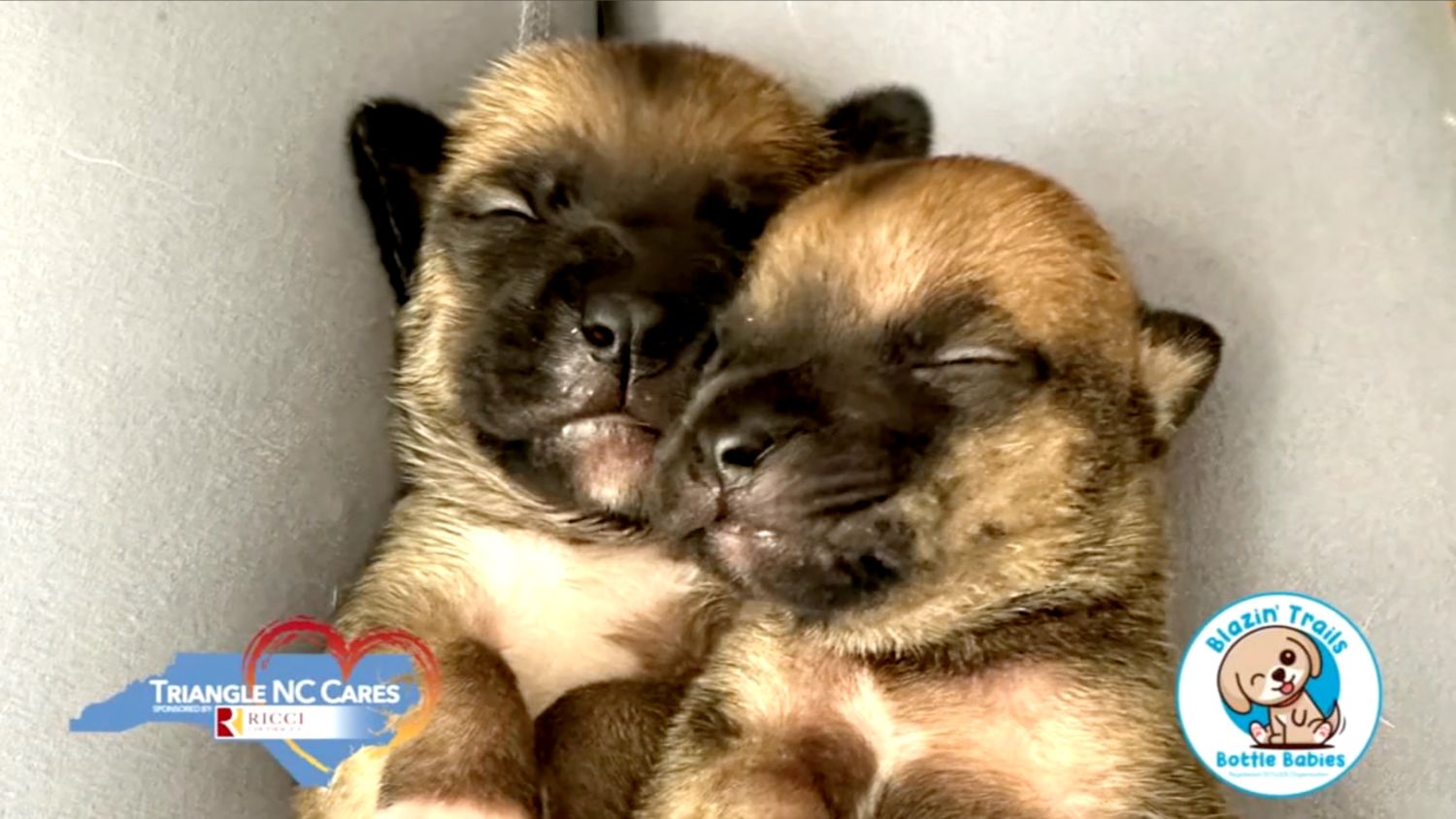 A still image from a newscast of two young puppies