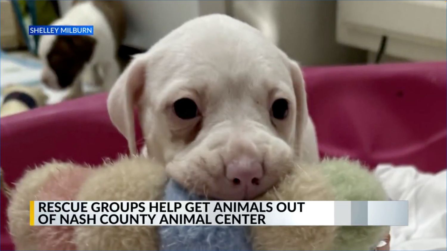 A puppy in a still from a new clip with the headline "Rescue groups help animals out of Nash County animal center"