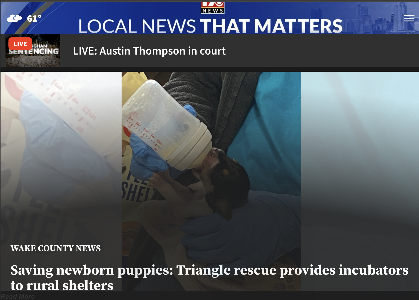 A still image from a newscast of two young puppies