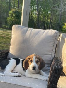 image of large mixed breed hound on a chair outside