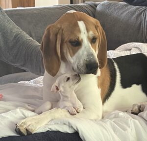 large mixed breed hound dog with younger, small breed puppy