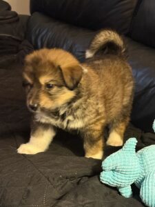 puppy with blue toy